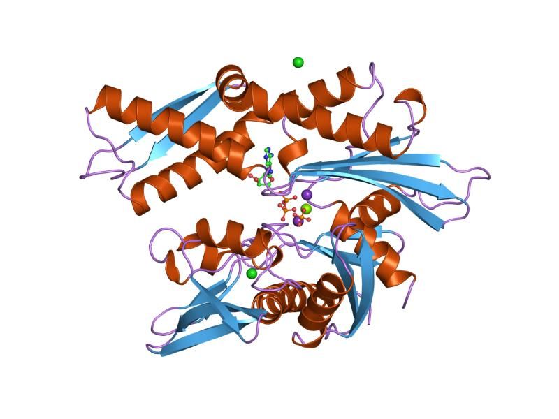 File:PDB 1hpm EBI.jpg