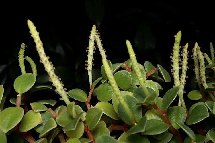 File:Peperomia bellendenkerensis ALA1.jpg