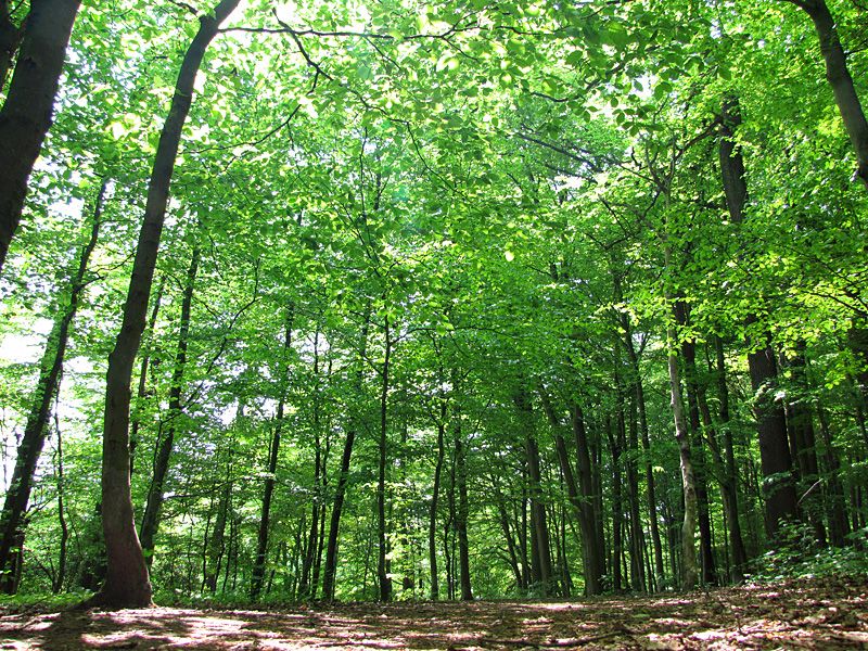 File:Schwerter Wald.jpg