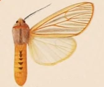 File:Spilosoma jacksoni.JPG