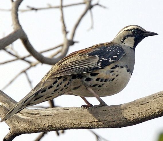 File:Spotted Quail-thrush (Cinclosoma punctatum).jpg