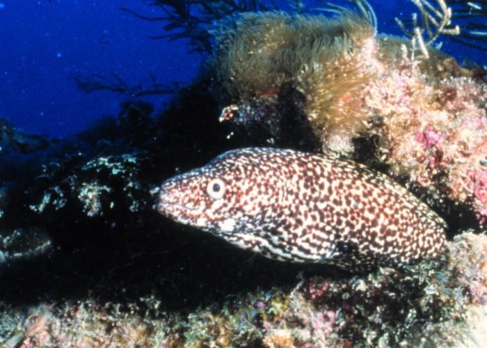 File:Spotted moray.jpg