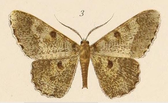 File:Voeltzkow-pl.6-fig.03-Boarmia Voeltzkowii (=Racotis squalida squalida (Butler, 1878)).JPG