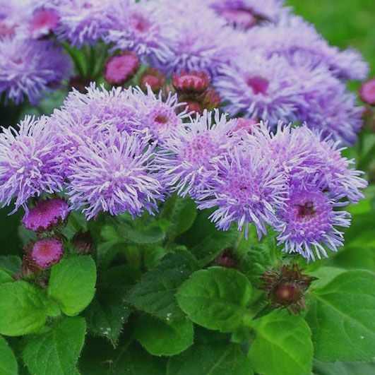 File:Ageratum haus.jpg