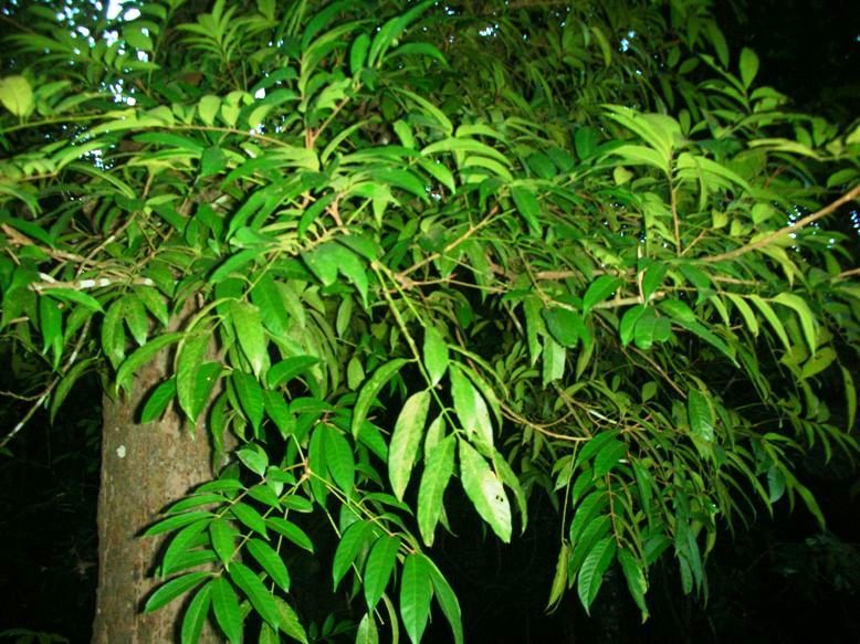 File:Aglaia spectabilis-bangkeou damrei.JPG