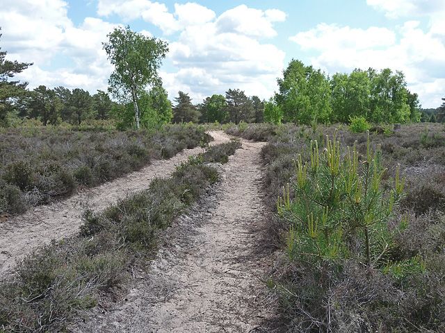 File:Ambersham Common (1) (geograph 2040511).jpg