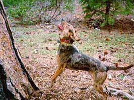 File:American Leopard Hound.jpg