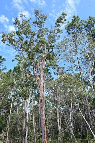 File:Angophora leiocarpa tree.jpg