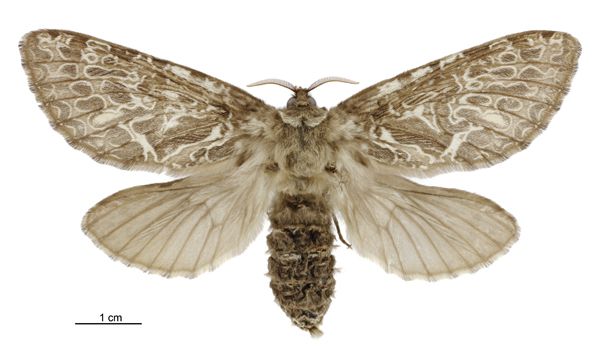 File:Aoraia enysii f.jpg