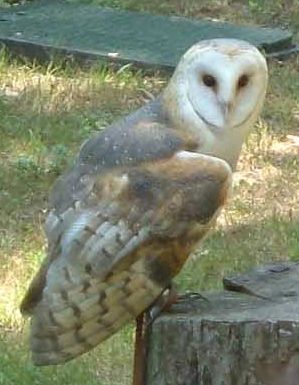 File:Barn-owl (Racheeo).jpg