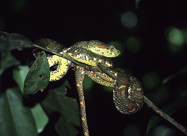 File:Bothriechis schlegelii, the Eyelash Viper.jpg