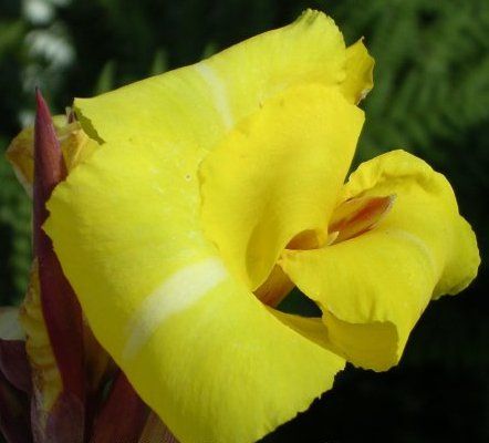 File:Canna TrinacriaVariegata 20030804 0362.jpg