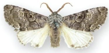 File:Charadra ingenua.JPG