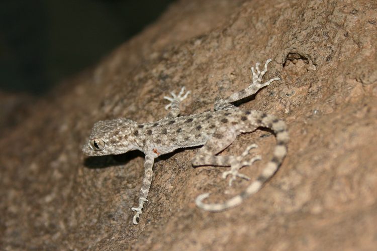 File:Cyrtopodion longipes.jpeg