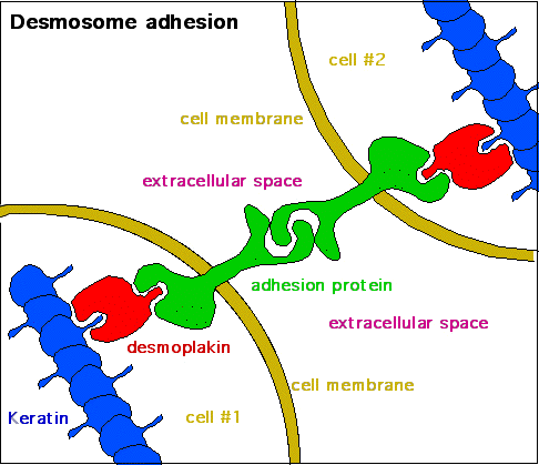 File:Desmosome - 2.png