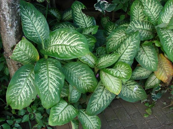 File:Dieffenbachia seguine1FKST.jpg