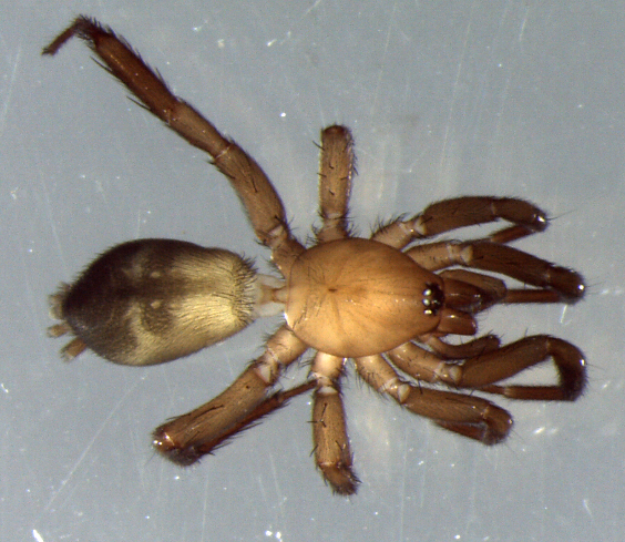 File:Drassyllus aprilinus.png