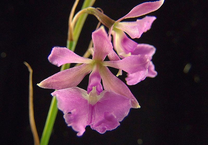 File:Epidendrum Campestre.jpg