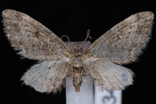 File:Eupithecia rotundopuncta.JPG