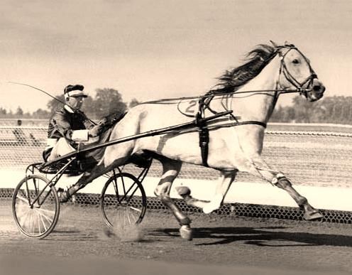 File:Greyhound (Standardbred).jpg