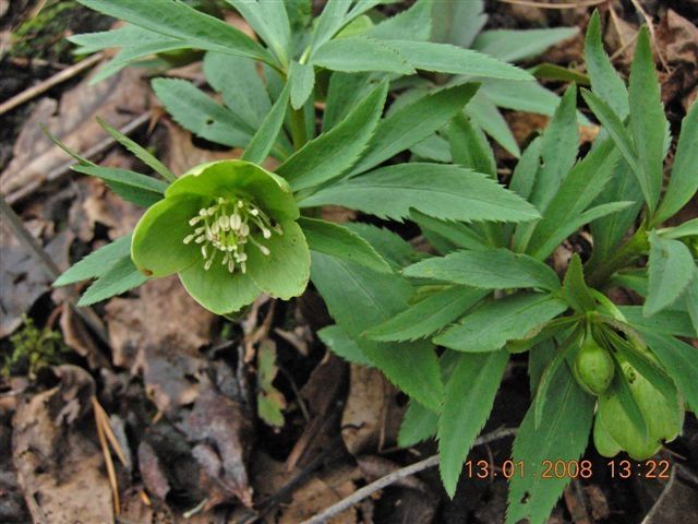 File:Helleborus dumetorum.jpg