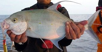 File:Island trevally solomons.jpg