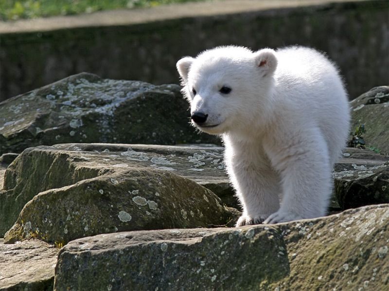 File:Knut IMG 8095.jpg