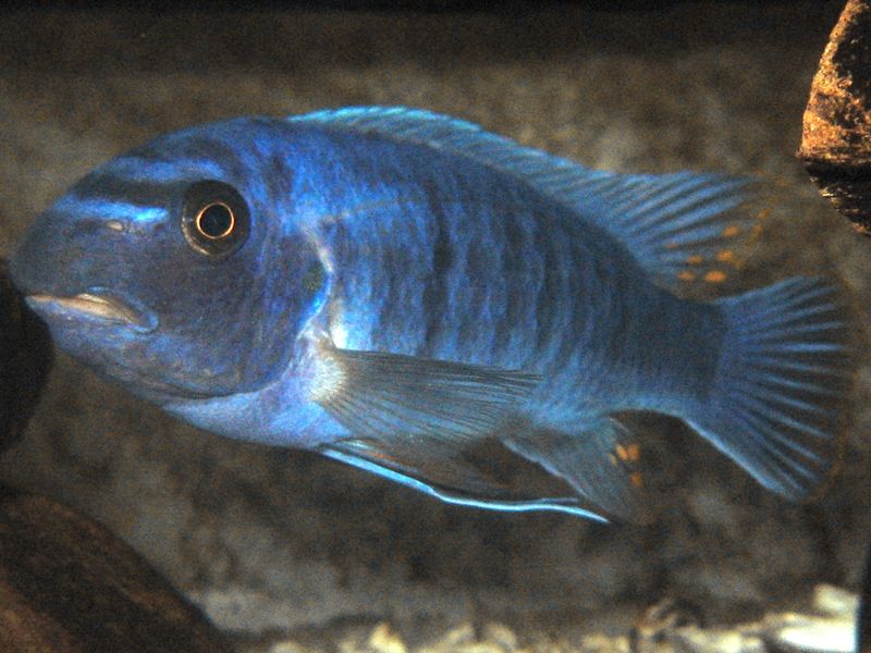 File:Labeotropheus trewavasae.jpg