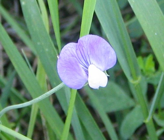 File:Lathyrus hirsutus bgiu.jpg