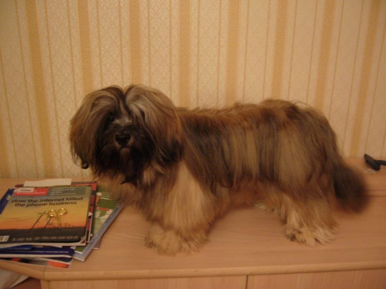 File:Lhasa Apso male puppy Nix.jpg