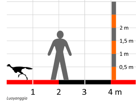 File:Luoyanggia size comparison diagram.png