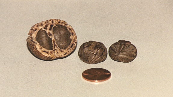 File:Mongongo nut2.png