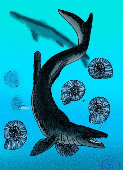 File:Mosasaurus hoffmannii.JPG