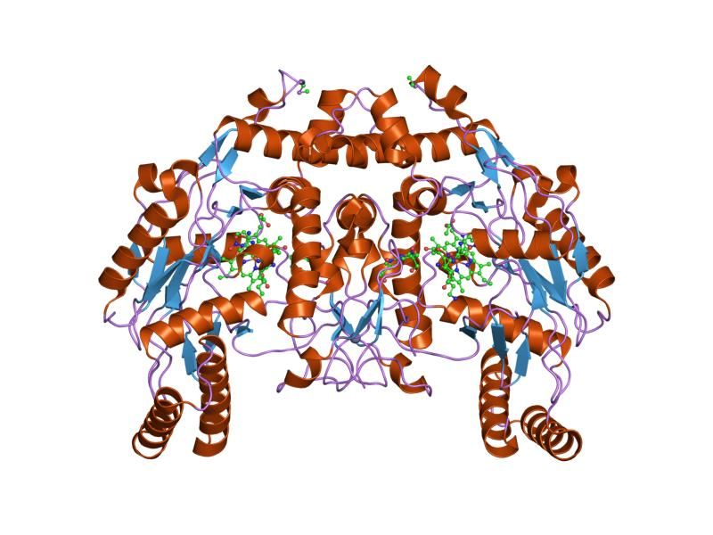 File:PDB 1rs8 EBI.jpg