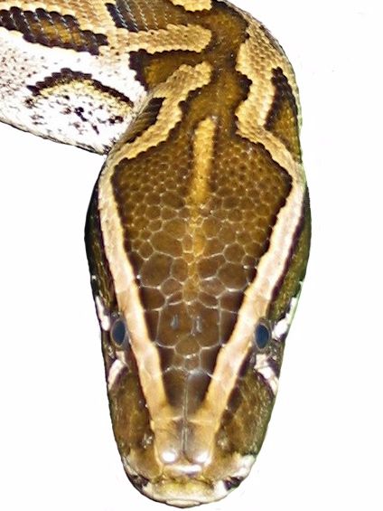 File:Python sebae head2a.jpg