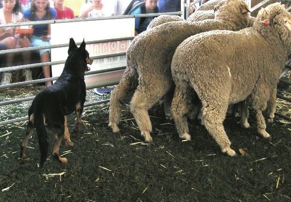 File:RAS Kelpie working sheep.JPG