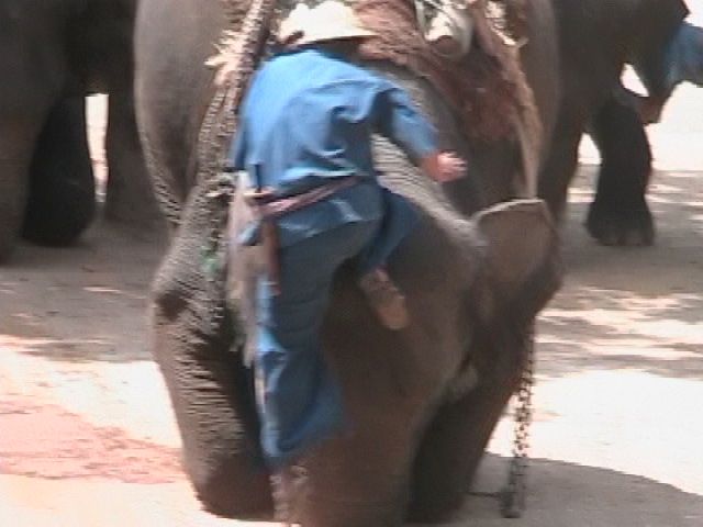 File:TECCmahout climbs on.jpg