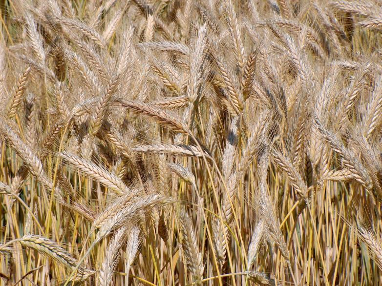 File:Triticale.jpg