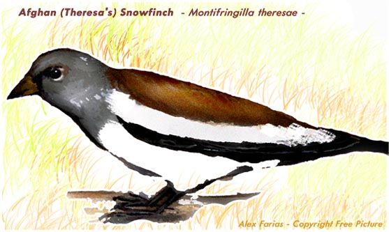 File:White-winged Snowfinch drawing.jpg