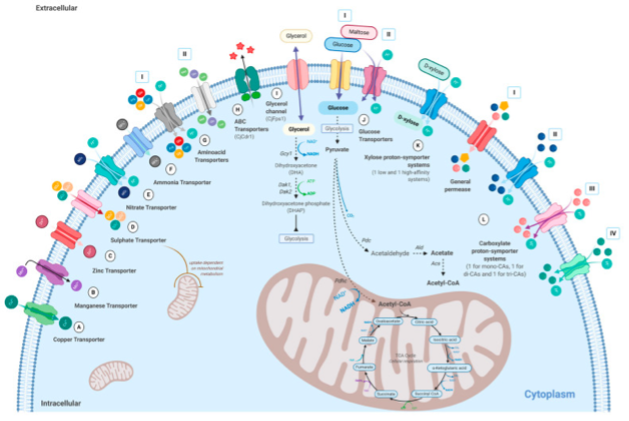 File:Yeast metabolism.png