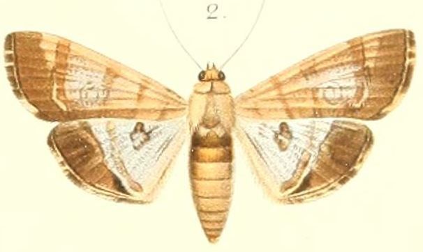 File:02-Morocosma nitidaria=Glyphodes nitidaria (Pagenstecher 1900).JPG