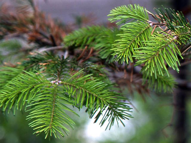 File:Abies sachalinensis1.JPG