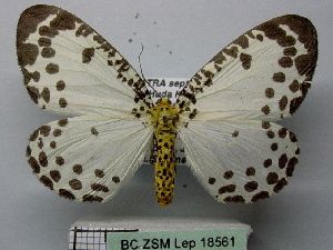 File:Abraxas invasata.JPG