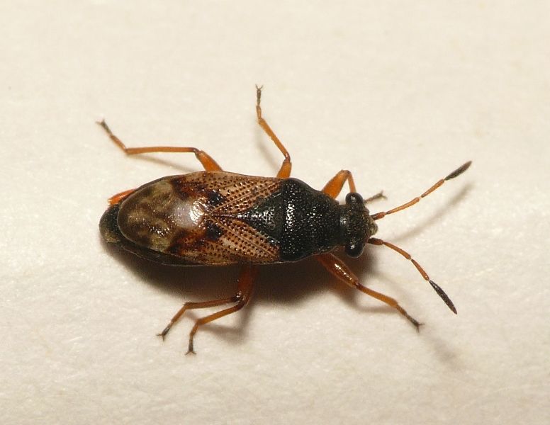 File:Acompus rufipes.jpg