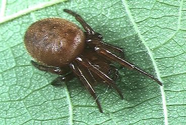 File:Acusilas.coccineus.female.-.tanikawa.jpg