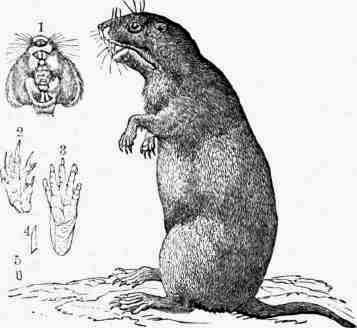 File:AmCyc Gopher - California Gopher.jpg