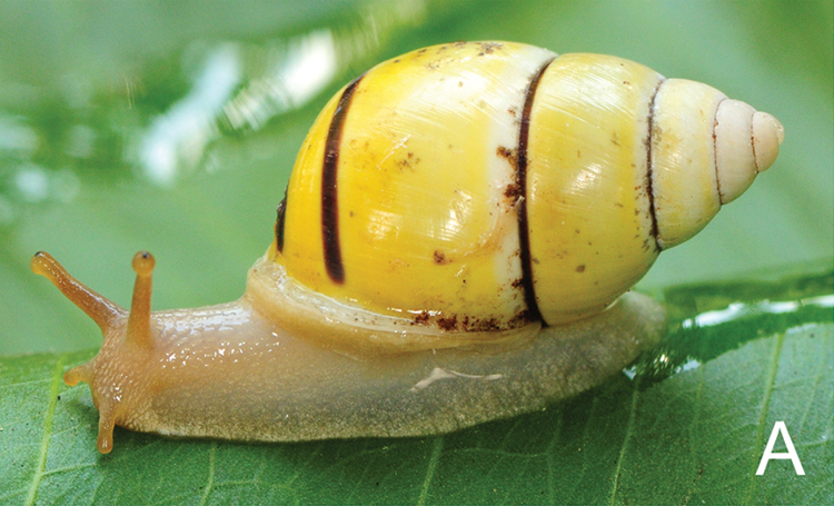 File:Amphidromus globonevilli.png