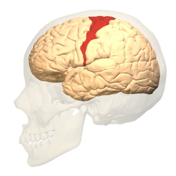 File:Brodmann area 4 lateral.jpg