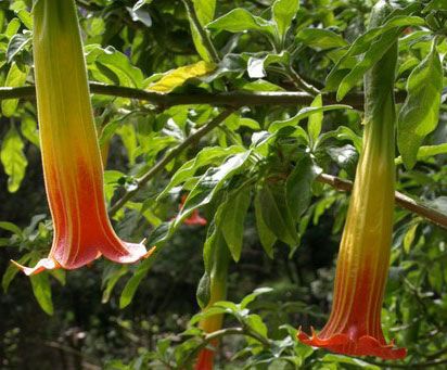 File:Brugmansia sanguinea 2 flowers.jpg