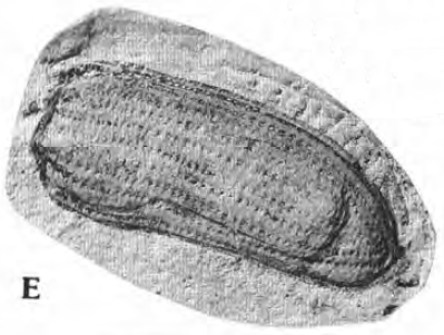 File:Carabidae (Lewis, 1992) plate2, fig E.png